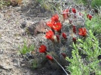Take Time to Smell the Flowers (on the ATV Trail)