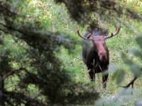 Go On A Safari With Your ATV