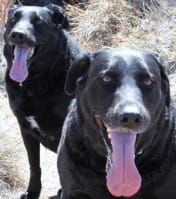 ATV Adventure Has Gone to the Dogs