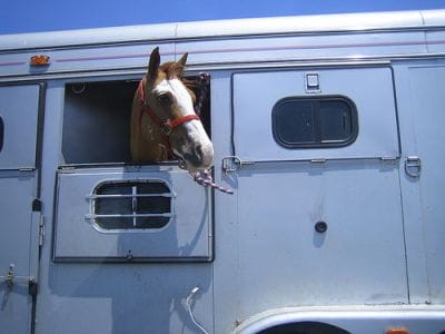 horse trailer window